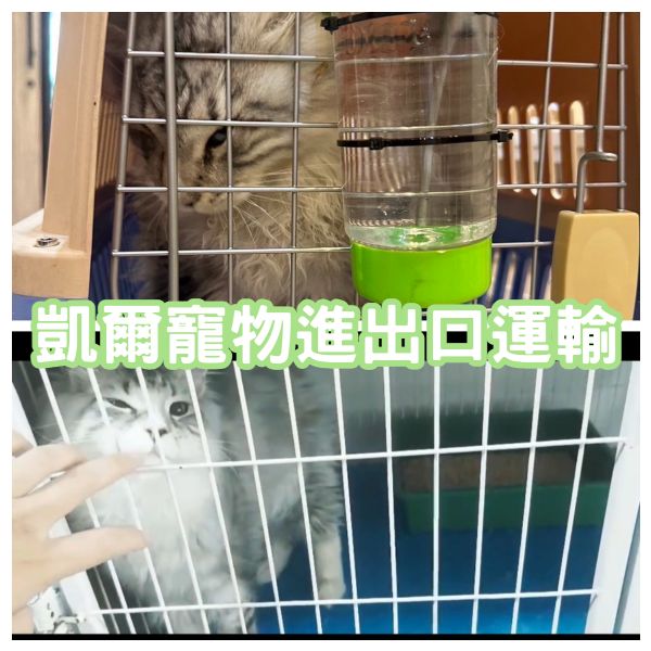 2024/03/14 『俄羅斯飛台灣』俄羅斯進口緬因貓飛來台灣找主人啦~~~